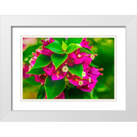 Pink bougainvillea closeup-Moorea-Tahiti-French Polynesia White Modern Wood Framed Art Print with Double Matting by Perry, William