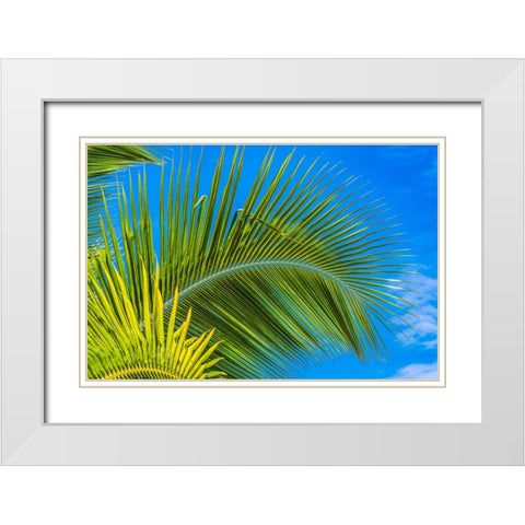 Green palm fronds-Moorea-Tahiti-French Polynesia White Modern Wood Framed Art Print with Double Matting by Perry, William