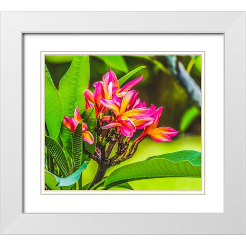 Frangipani Plumeria-Moorea-Tahiti-French Polynesia White Modern Wood Framed Art Print with Double Matting by Perry, William