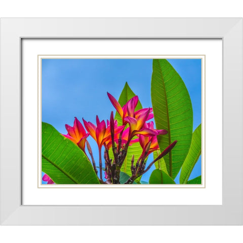 Frangipani Plumeria-Moorea-Tahiti-French Polynesia White Modern Wood Framed Art Print with Double Matting by Perry, William