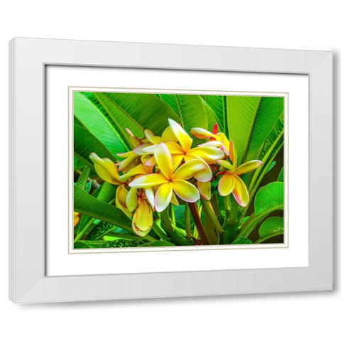Frangipani plumeria-Moorea-Tahiti-French Polynesia White Modern Wood Framed Art Print with Double Matting by Perry, William