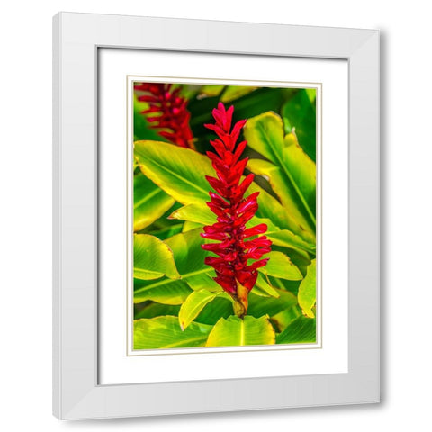 Pinecone ginger-Moorea-Tahiti-French Polynesia-Native to Malaysia White Modern Wood Framed Art Print with Double Matting by Perry, William