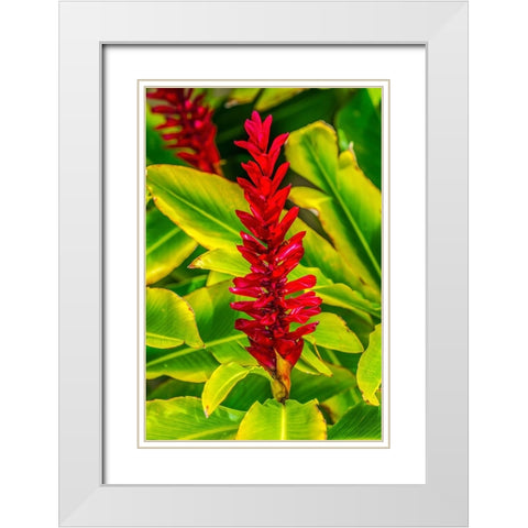 Pinecone ginger-Moorea-Tahiti-French Polynesia-Native to Malaysia White Modern Wood Framed Art Print with Double Matting by Perry, William