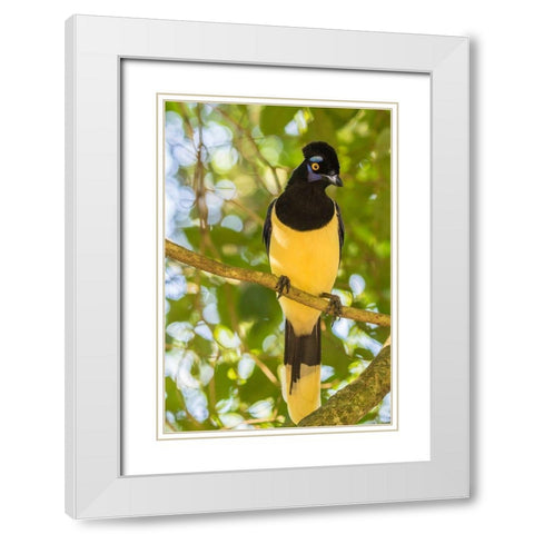 Argentina-Iguazu Falls National Park Plush-crested jay in tree  White Modern Wood Framed Art Print with Double Matting by Jaynes Gallery
