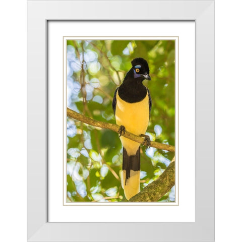 Argentina-Iguazu Falls National Park Plush-crested jay in tree  White Modern Wood Framed Art Print with Double Matting by Jaynes Gallery
