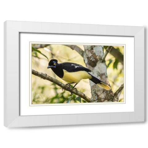 Argentina-Iguazu Falls National Park Plush-crested jay in tree  White Modern Wood Framed Art Print with Double Matting by Jaynes Gallery