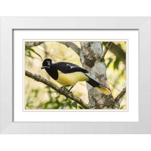 Argentina-Iguazu Falls National Park Plush-crested jay in tree  White Modern Wood Framed Art Print with Double Matting by Jaynes Gallery