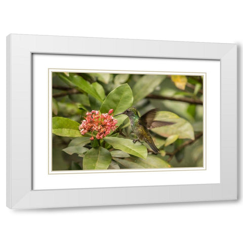 Argentina-Puerto Iguazu-Jardin de los Picaflores Versicolored emerald hummingbird feeding White Modern Wood Framed Art Print with Double Matting by Jaynes Gallery