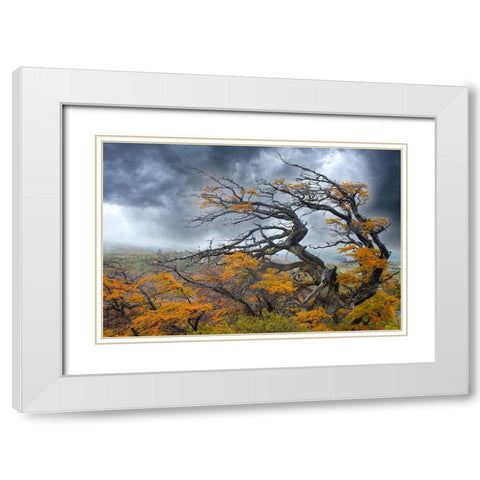 Argentina-Patagonia-Fierce winds have shaped these trees White Modern Wood Framed Art Print with Double Matting by Jaynes Gallery