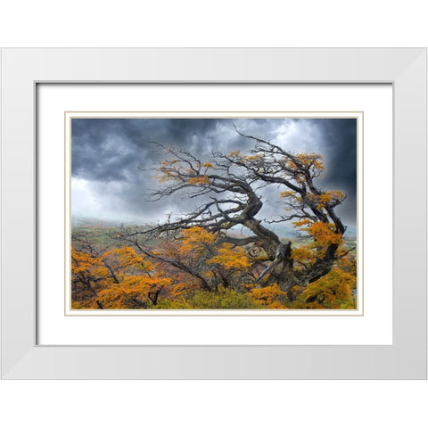 Argentina-Patagonia-Fierce winds have shaped these trees White Modern Wood Framed Art Print with Double Matting by Jaynes Gallery