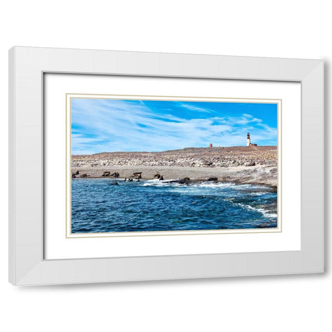 Argentina-Santa Cruz Puerto Deseado-Isla Pinguino (Penguin Island)-sea lions White Modern Wood Framed Art Print with Double Matting by Molinari, Michele