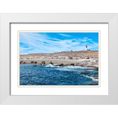 Argentina-Santa Cruz Puerto Deseado-Isla Pinguino (Penguin Island)-sea lions White Modern Wood Framed Art Print with Double Matting by Molinari, Michele