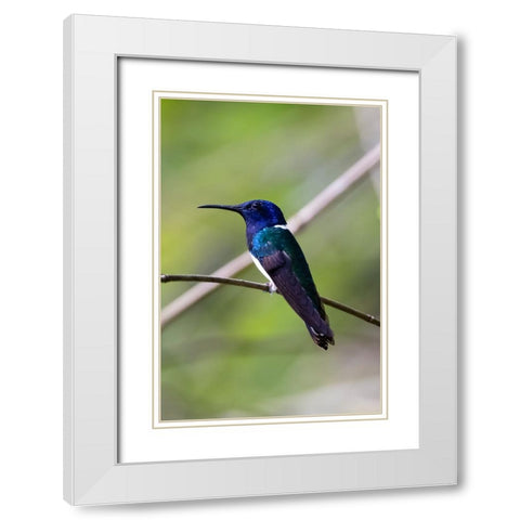 Belize-Central America-White-necked Jacobin-Feeding at Chan Chick Ecolodge White Modern Wood Framed Art Print with Double Matting by Norring, Tom