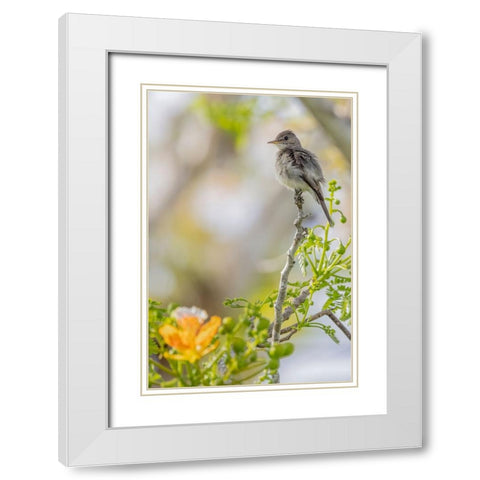 Belize-Central America-Morelets Seedeater White Modern Wood Framed Art Print with Double Matting by Norring, Tom