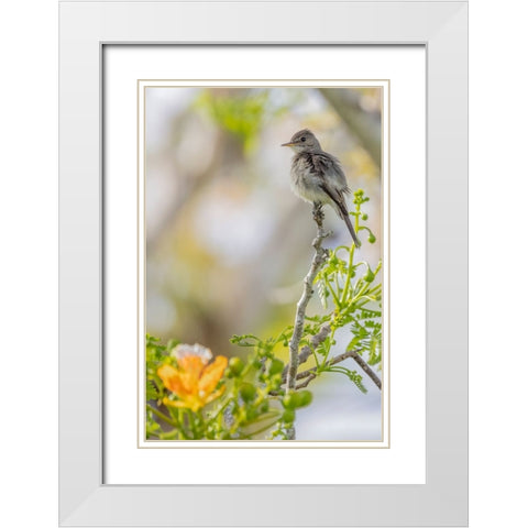 Belize-Central America-Morelets Seedeater White Modern Wood Framed Art Print with Double Matting by Norring, Tom