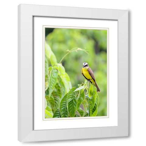 Belize-Central America-Tropical Kingbird White Modern Wood Framed Art Print with Double Matting by Norring, Tom