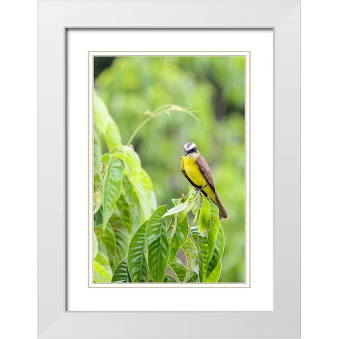 Belize-Central America-Tropical Kingbird White Modern Wood Framed Art Print with Double Matting by Norring, Tom