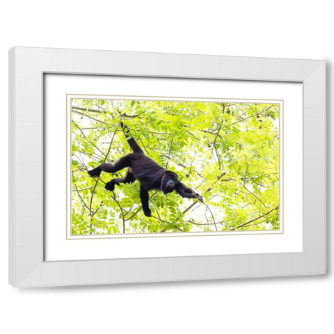 Belize-Central America-Howler Monkey-Their howling can travel up to 5 km in the dense tropical fore White Modern Wood Framed Art Print with Double Matting by Norring, Tom