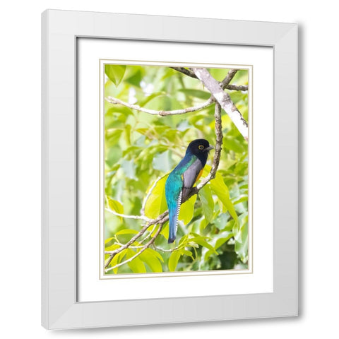 Belize-Central America-Gartered Trogon with iridescent bluish back White Modern Wood Framed Art Print with Double Matting by Norring, Tom