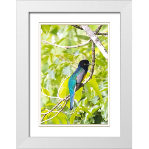 Belize-Central America-Gartered Trogon with iridescent bluish back White Modern Wood Framed Art Print with Double Matting by Norring, Tom