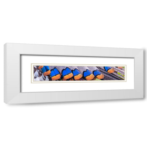 Belize-Central America-Colors of the ocellated turkeys White Modern Wood Framed Art Print with Double Matting by Norring, Tom