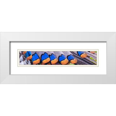 Belize-Central America-Colors of the ocellated turkeys White Modern Wood Framed Art Print with Double Matting by Norring, Tom