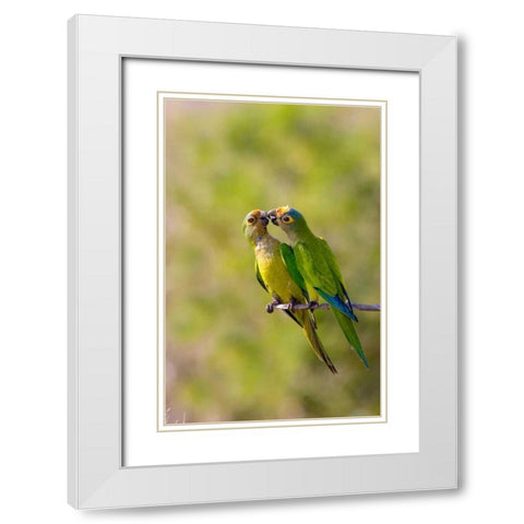 Brazil, Pantanal Peach-fronted parakeets pair White Modern Wood Framed Art Print with Double Matting by Williams, Joanne