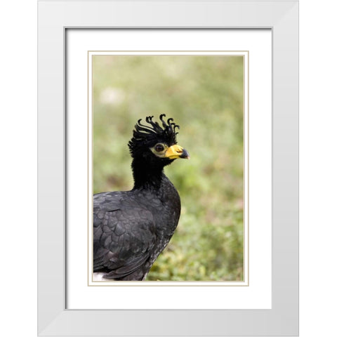 Brazil, Pantanal Bare-faced curassow White Modern Wood Framed Art Print with Double Matting by Williams, Joanne