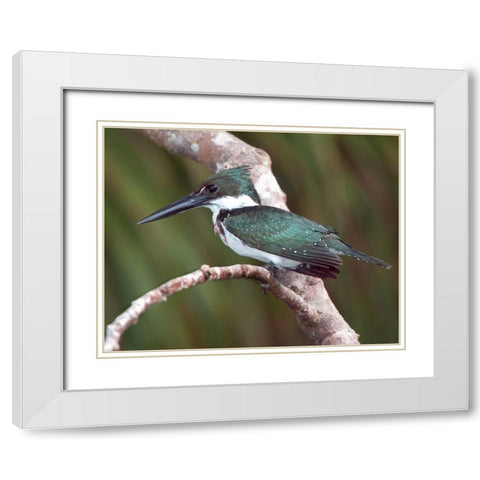 Brazil, Pantanal Green kingfisher on tree limb White Modern Wood Framed Art Print with Double Matting by Williams, Joanne