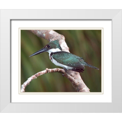 Brazil, Pantanal Green kingfisher on tree limb White Modern Wood Framed Art Print with Double Matting by Williams, Joanne