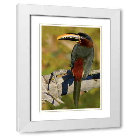 Brazil, Pantanal Chestnut-eared aracari on tree White Modern Wood Framed Art Print with Double Matting by Williams, Joanne