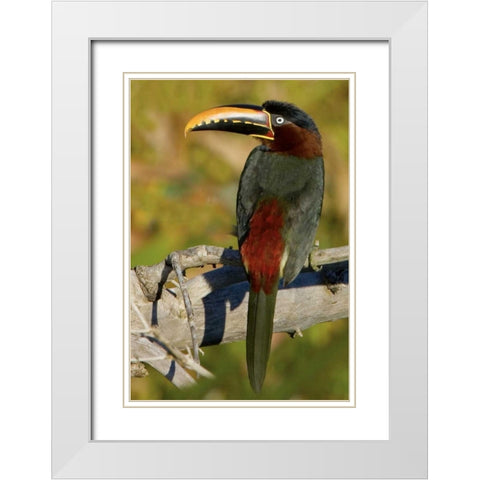 Brazil, Pantanal Chestnut-eared aracari on tree White Modern Wood Framed Art Print with Double Matting by Williams, Joanne