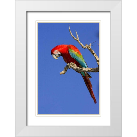 Brazil, Pantanal Red and green macaw White Modern Wood Framed Art Print with Double Matting by Williams, Joanne