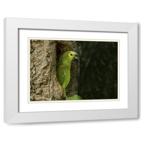 Brazil, Pantanal White-eyed parakeet in tree White Modern Wood Framed Art Print with Double Matting by Williams, Joanne