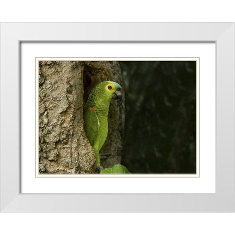 Brazil, Pantanal White-eyed parakeet in tree White Modern Wood Framed Art Print with Double Matting by Williams, Joanne