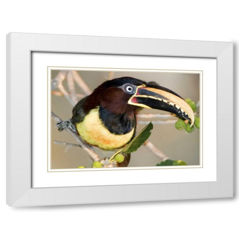 Brazil, Pantanal wetlands Chestnut-eared aracari White Modern Wood Framed Art Print with Double Matting by Williams, Joanne