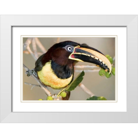 Brazil, Pantanal wetlands Chestnut-eared aracari White Modern Wood Framed Art Print with Double Matting by Williams, Joanne