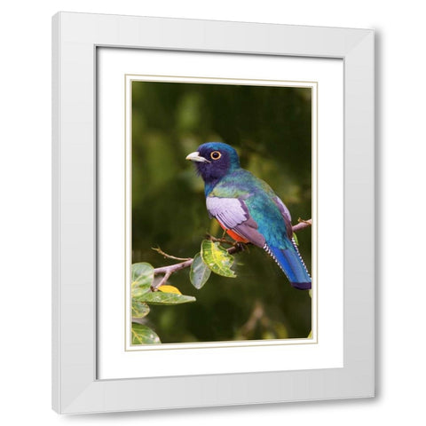 Brazil The blue-crowned trogon in a wetland White Modern Wood Framed Art Print with Double Matting by Williams, Joanne