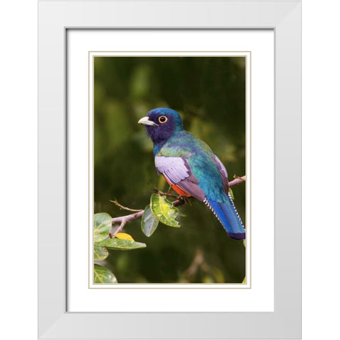 Brazil The blue-crowned trogon in a wetland White Modern Wood Framed Art Print with Double Matting by Williams, Joanne