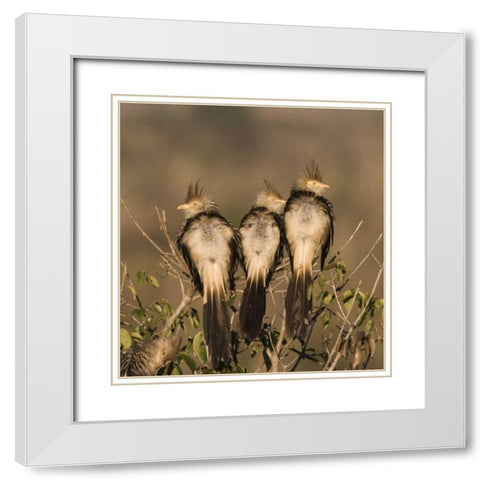 Brazil Three guira cuckoos on a limb White Modern Wood Framed Art Print with Double Matting by Williams, Joanne