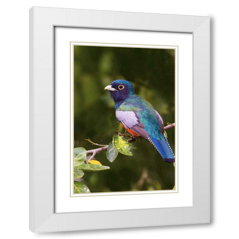 Brazil, Pantanal Blue-crowned trogan on limb White Modern Wood Framed Art Print with Double Matting by Williams, Joanne