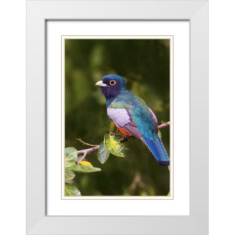 Brazil, Pantanal Blue-crowned trogan on limb White Modern Wood Framed Art Print with Double Matting by Williams, Joanne