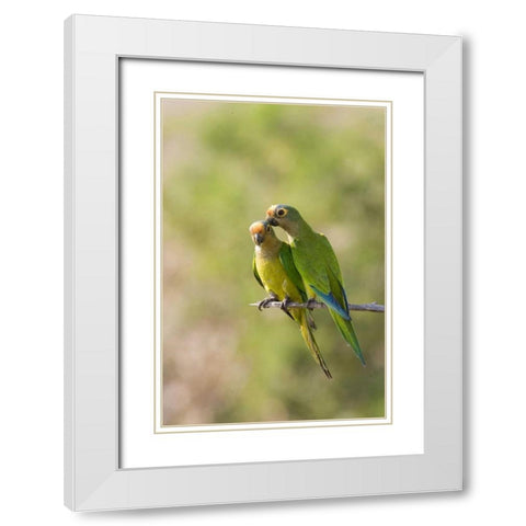 Brazil, Pantanal Peach-fronted parakeets on limb White Modern Wood Framed Art Print with Double Matting by Williams, Joanne