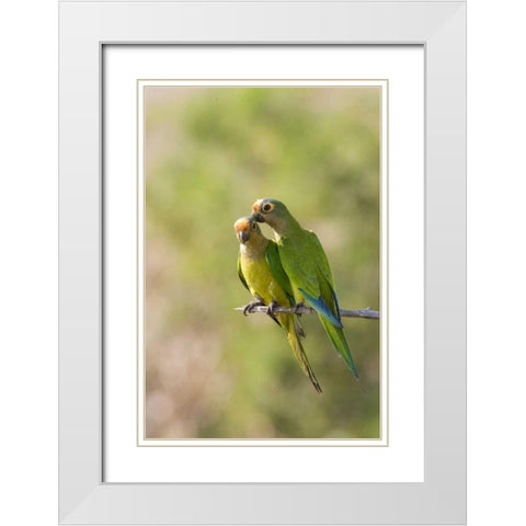 Brazil, Pantanal Peach-fronted parakeets on limb White Modern Wood Framed Art Print with Double Matting by Williams, Joanne