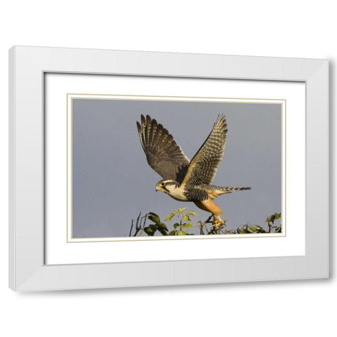 Brazil, Pantanal American kestrel takes flight White Modern Wood Framed Art Print with Double Matting by Williams, Joanne
