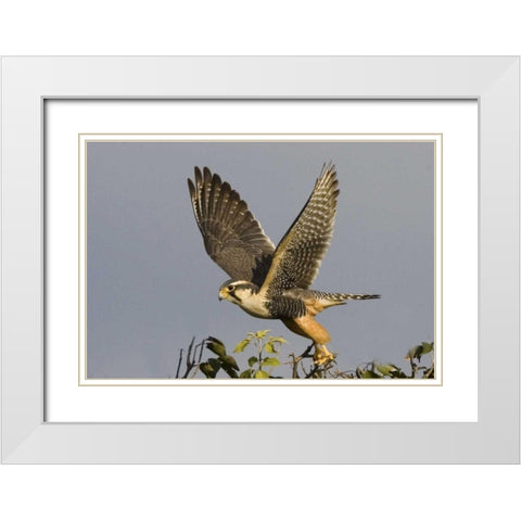Brazil, Pantanal American kestrel takes flight White Modern Wood Framed Art Print with Double Matting by Williams, Joanne