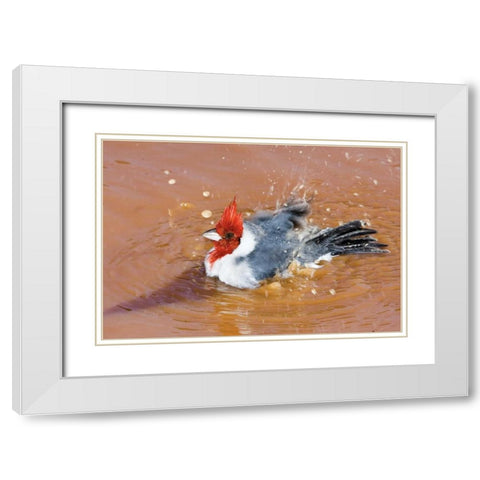 Brazil, Pantanal Red-crested cardinal bathing White Modern Wood Framed Art Print with Double Matting by Williams, Joanne