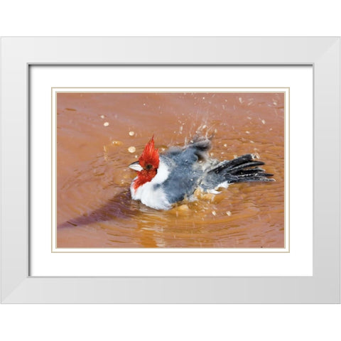 Brazil, Pantanal Red-crested cardinal bathing White Modern Wood Framed Art Print with Double Matting by Williams, Joanne