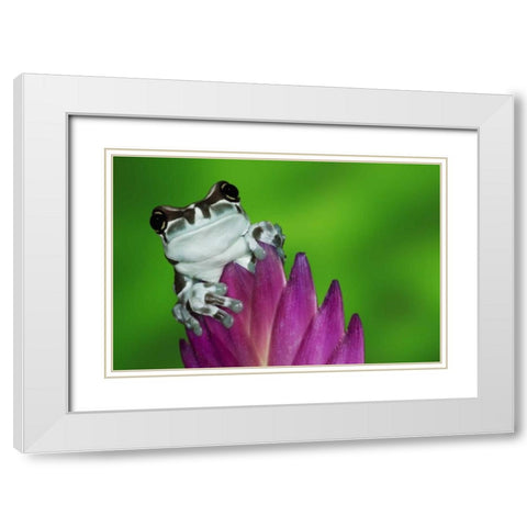 Brazil, Amazon Basin Amazon milk frog White Modern Wood Framed Art Print with Double Matting by Flaherty, Dennis