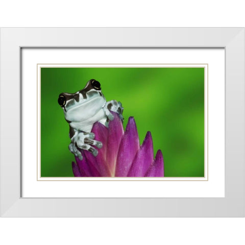 Brazil, Amazon Basin Amazon milk frog White Modern Wood Framed Art Print with Double Matting by Flaherty, Dennis